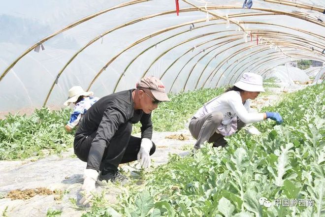 新澳门游戏“甜过初恋”的西瓜来咯！兴仁西瓜基地消暑又解渴走起！(图1)