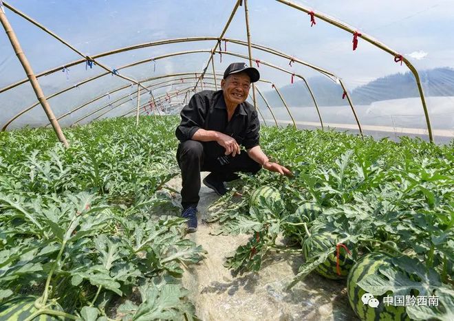 新澳门游戏“甜过初恋”的西瓜来咯！兴仁西瓜基地消暑又解渴走起！(图3)