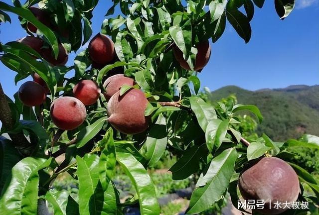 新澳门游戏家里有庭院不妨种几棵果树果实清甜可口市场行情很好(图8)