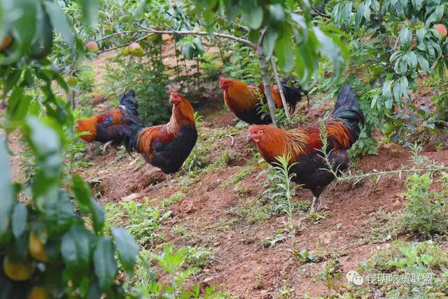 离城30分钟！昆明近百亩「超甜水蜜桃」已成熟入园随便吃！(图1)