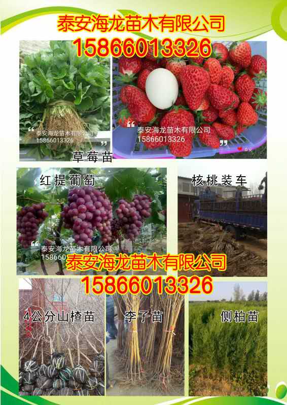 5公分红肉苹果树怎样提高移植成活率(图2)