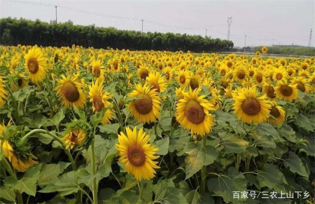 新澳门游戏现在农村种植什么农作物赚钱很多都是你没听过但是吃过的杂粮(图3)