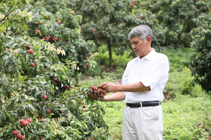 岭南佳果荔枝添新贵 果壳数天不变色(图2)