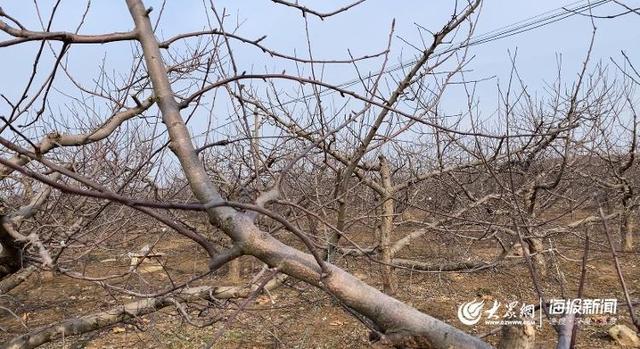 新澳门游戏在烟台果园“活捉”一枚农艺师手把手教咱给苹果树剪枝(图2)