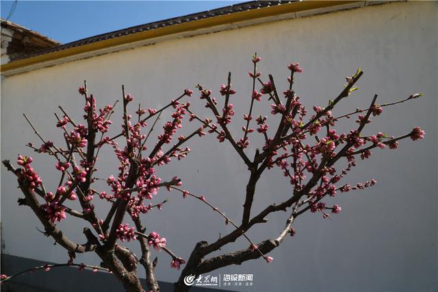 以家庭“小美”聚“乡村”大美 德州平原以一户一景打造千户“美丽庭院”(图2)