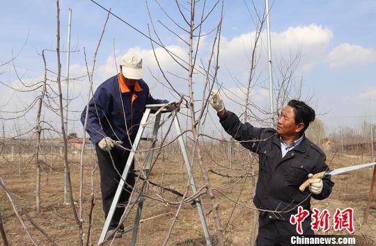 挂果巧手塑富裕树 带领村民靠技术吃饭(图1)