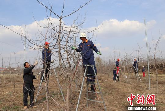 挂果巧手塑富裕树 带领村民靠技术吃饭(图2)