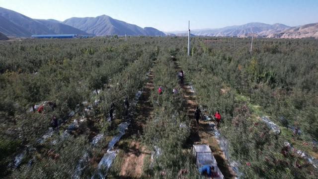 【乡村振兴在路上】会宁：苹果飘香采收忙 映出金秋好“丰”光(图1)