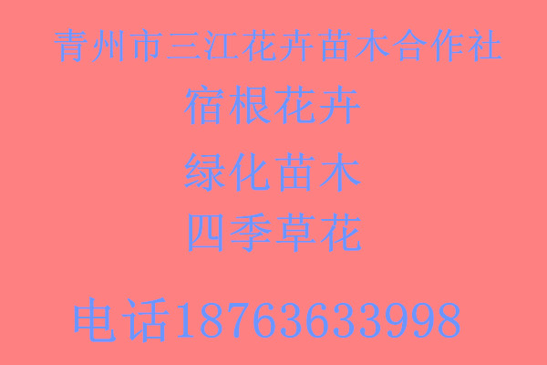 新澳门游戏盆栽观光农业花卉小苗养护知识(图2)