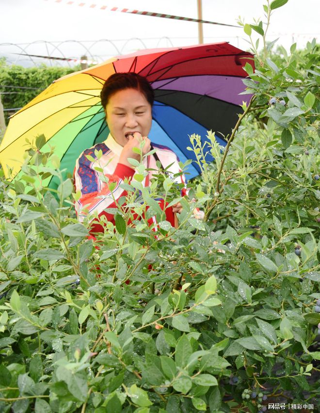 新澳门游戏蓝莓熟了！周末来仙居横溪悠翔水果园摘新鲜蓝莓！(图3)