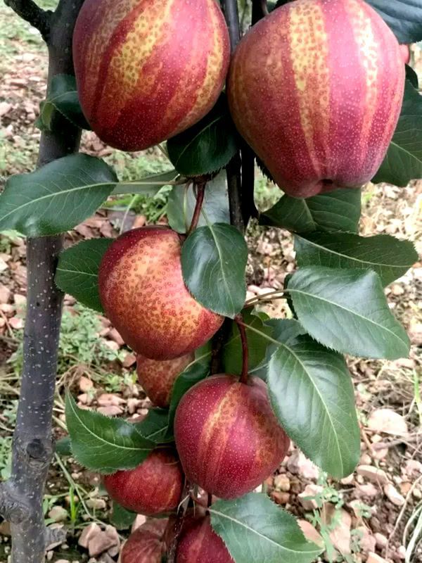 这果树见土就能活果子比蜂蜜甜家里种2棵全家人有口福(图2)