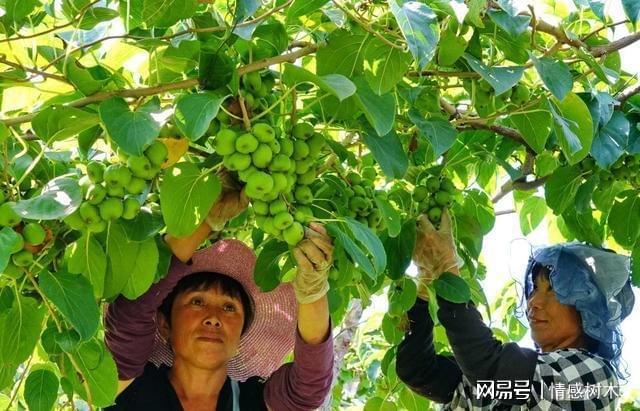 新澳门游戏院子里别空着看准此果树留一些空地种几棵好吃有营养(图8)