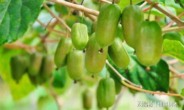 新澳门游戏院子里别空着看准此果树留一些空地种几棵好吃有营养(图6)