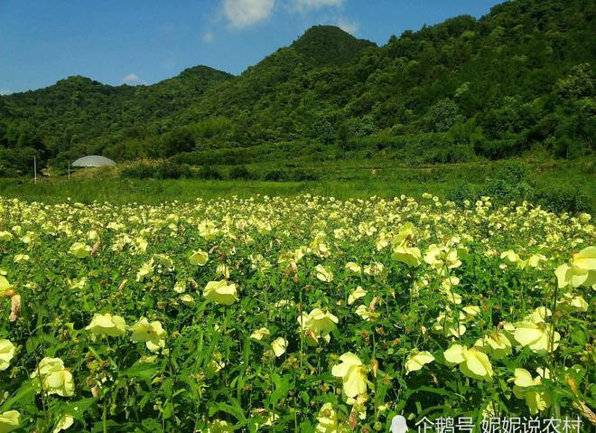 新澳门游戏农村菜园里面营养价值很高的蔬菜曾经几乎绝种现在大规模种植(图1)