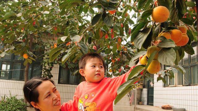 家有院子建议大家种植这三种果树爱结果寓意好(图1)