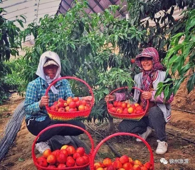 锦州苹果熟啦！这些采摘园喊你来采摘(图12)