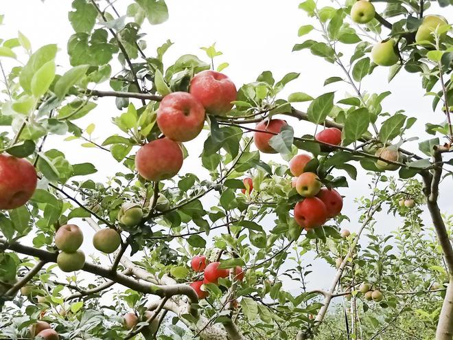 新澳门游戏摘苹果的季节到了到潘茂野趣庄园趣味一“夏”(图3)