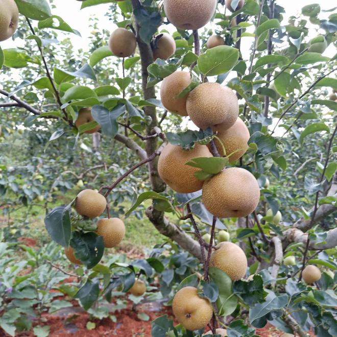 新澳门游戏摘苹果的季节到了到潘茂野趣庄园趣味一“夏”(图6)