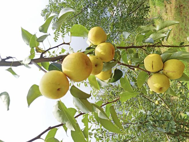 新澳门游戏摘苹果的季节到了到潘茂野趣庄园趣味一“夏”(图7)