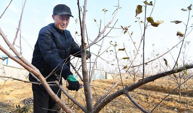 新澳门游戏网站入口果树冬季修剪的方法遵循这样的规则果农编了一句顺口溜很实用(图2)