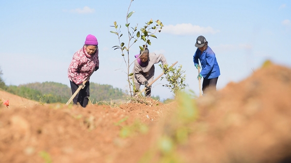 新澳门游戏网站入口贵州岑巩：油茶林下种“黄精”走出“黄金”致富路(图2)