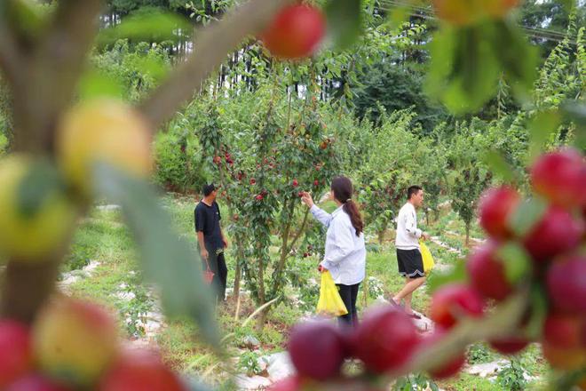 威宁县大街乡：夏日有“李” 240余亩玫瑰皇后李采摘正当时(图3)