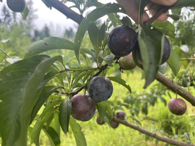 芦山这里的李子巴适哦(图4)