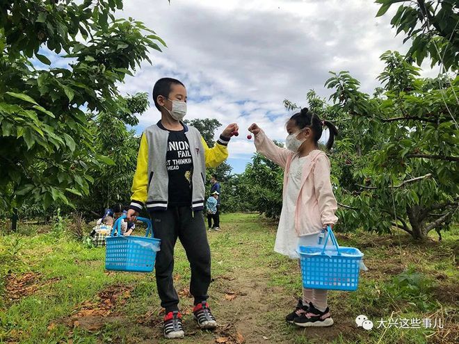 甜到合不拢嘴！来大兴旁这个三百亩的樱桃采摘园让你一次吃个够(图6)