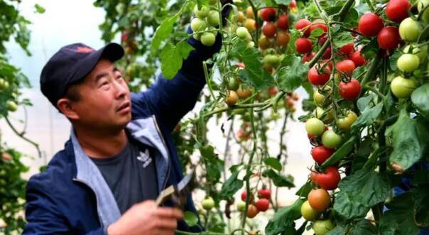 新澳门游戏圣女果种植有3个技术要点？易学靠谱老农民教你规避种植误区！(图2)