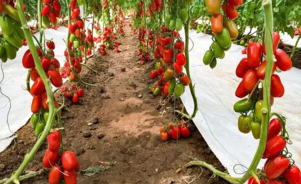 新澳门游戏圣女果种植有3个技术要点？易学靠谱老农民教你规避种植误区！(图3)