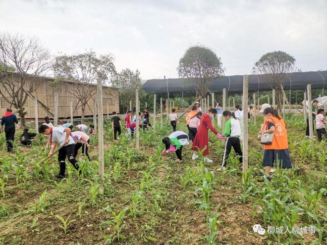 新澳门游戏自治区关工委调研组到柳城县调研(图3)