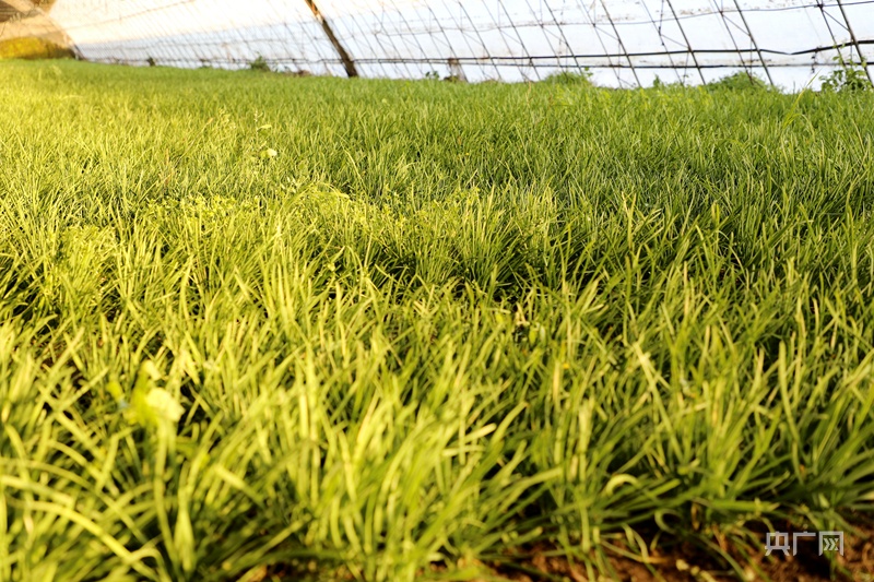 乡村振兴看内蒙古阿荣旗冬日大棚绿意浓(图2)