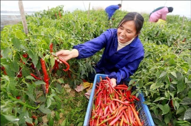 如何提高温室大棚里蔬菜种植的经济效益？(图4)