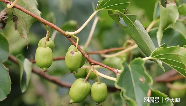 新澳门游戏网站入口此果树再贵在家也要种两棵果子香甜有营养市场前景好(图6)