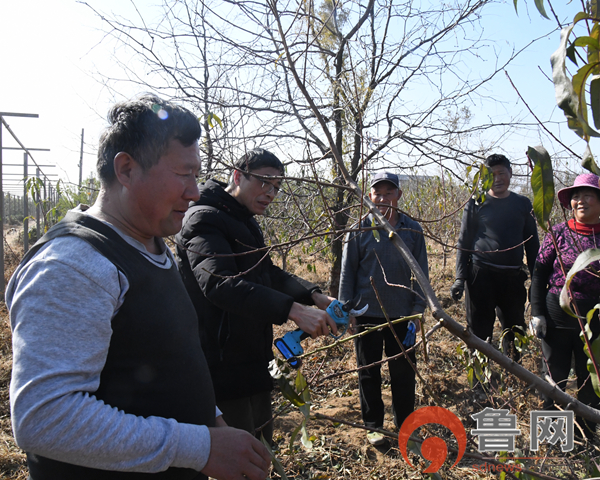 枣庄市山亭区店子镇：政协委员助力果树冬季管理 促进产业发展(图2)