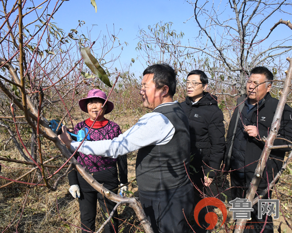 枣庄市山亭区店子镇：政协委员助力果树冬季管理 促进产业发展(图1)