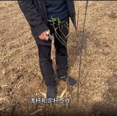 江苏能种植巴旦木树吗？巴旦木树苗几月种植好？(图3)