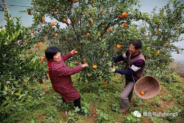 那些熟悉的水果你们知道它们的树长啥样吗(图1)