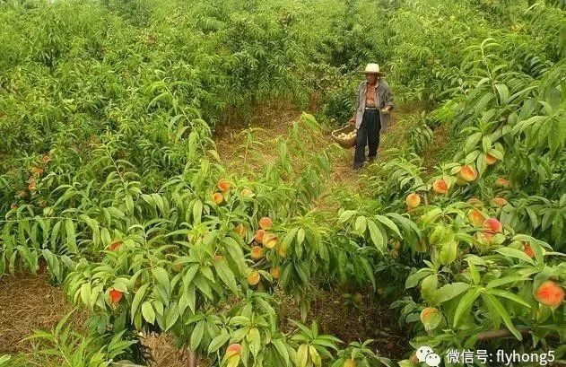 那些熟悉的水果你们知道它们的树长啥样吗(图5)