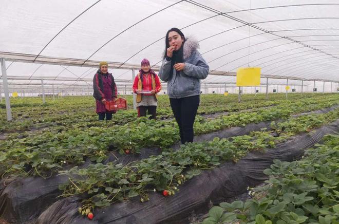 新澳门游戏网站入口中国草莓之乡九大草莓采摘地就在家门口走起！(图5)