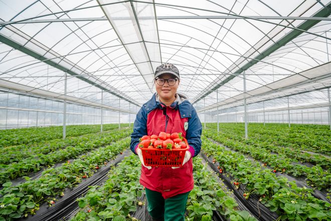 新澳门游戏网站入口中国草莓之乡九大草莓采摘地就在家门口走起！(图13)