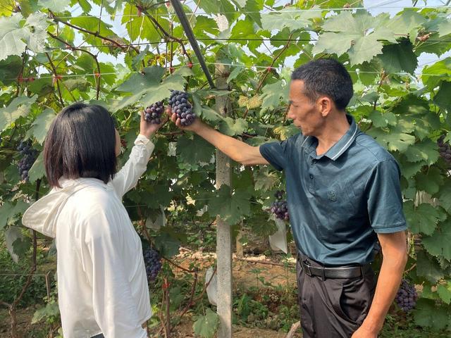 广元市利州区宝轮镇：葡萄园里采摘游 感受夏日甜蜜“清凉”(图2)