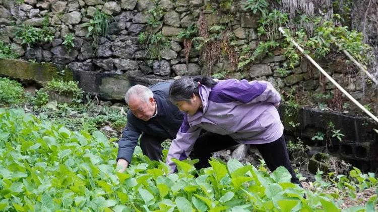 新澳门游戏网站入口直播间教种地？8旬老人赶潮流上“网课”(图5)