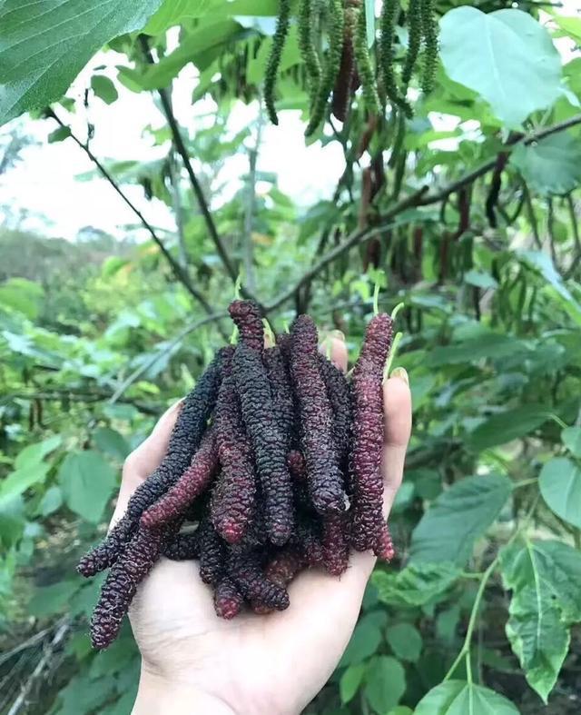 这种果树山中有家里也可以种植果实得到了很多人的赞美(图6)