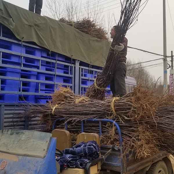 水蜜桃苹果品种介绍、晚熟水蜜桃苹果树苗栽植应该注意哪些事项(图3)