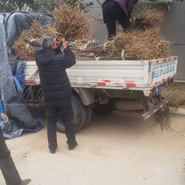 水蜜桃苹果品种介绍、晚熟水蜜桃苹果树苗栽植应该注意哪些事项(图5)