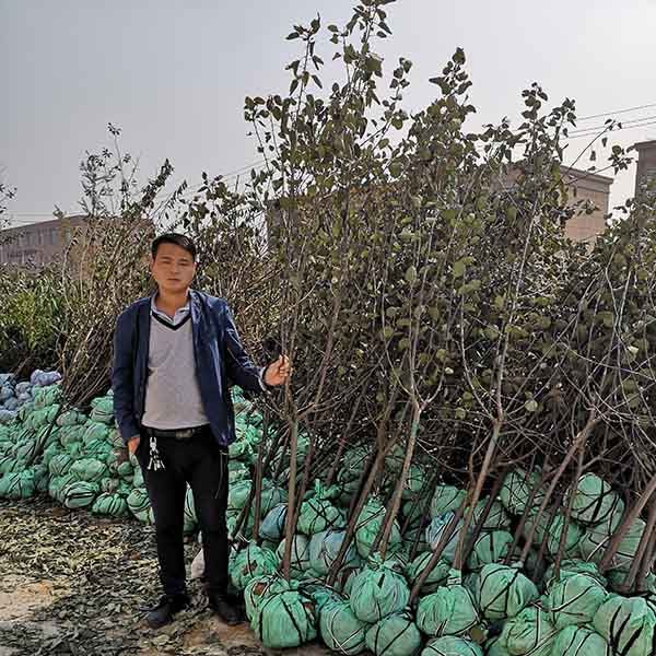 水蜜桃苹果品种介绍、晚熟水蜜桃苹果树苗栽植应该注意哪些事项(图6)