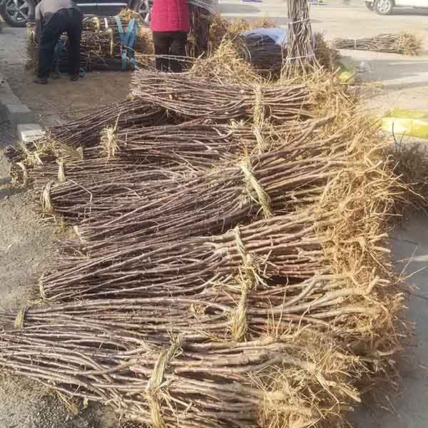 水蜜桃苹果品种介绍、晚熟水蜜桃苹果树苗栽植应该注意哪些事项(图4)