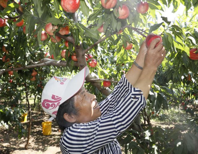 新澳门游戏“桃醉一夏”昌平的鲜桃开摘了！附采摘果园地址(图3)