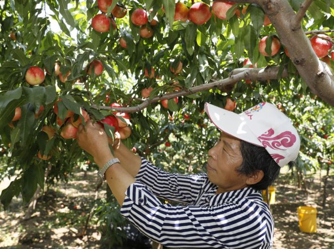 新澳门游戏“桃醉一夏”昌平的鲜桃开摘了！附采摘果园地址(图4)